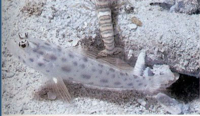 Ctenogobiops pomastictus